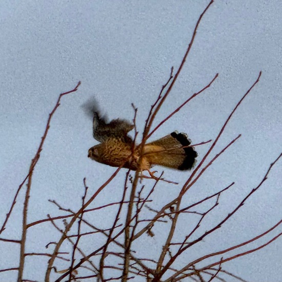 Common Kestrel: Animal in habitat Vineyard in the NatureSpots App