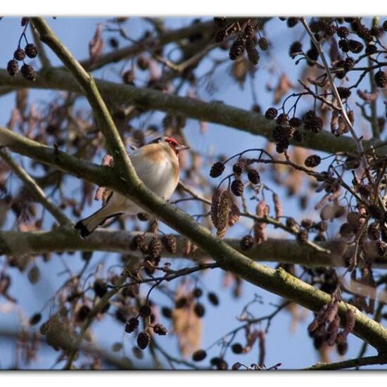 European Goldfinch: Animal in habitat Backyard in the NatureSpots App