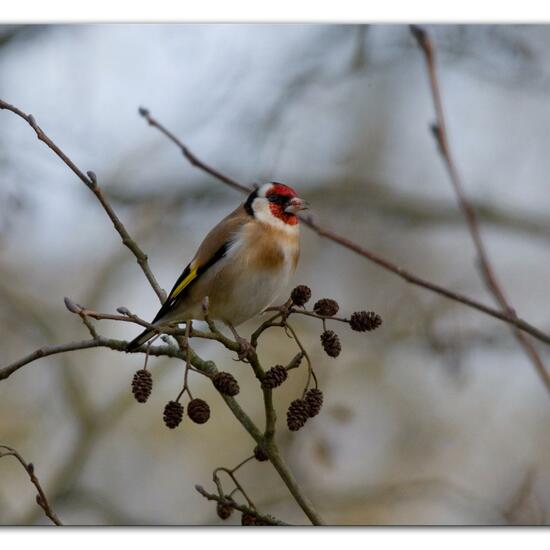 European Goldfinch: Animal in habitat Backyard in the NatureSpots App