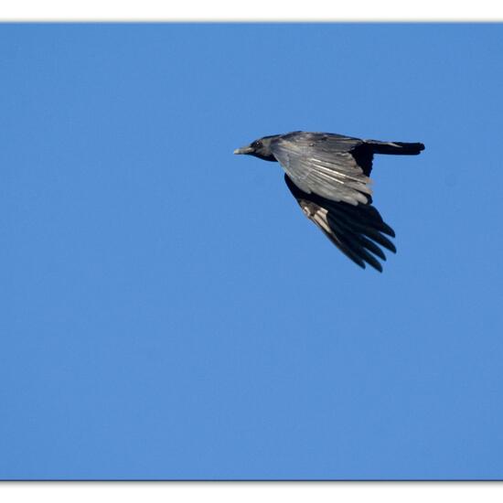 Carrion Crow: Animal in habitat Grassland in the NatureSpots App