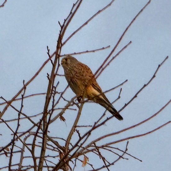 Common Kestrel: Animal in habitat Vineyard in the NatureSpots App