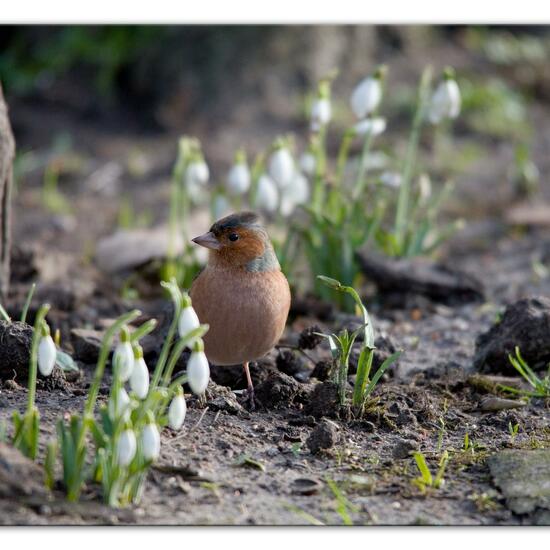 Buchfink: Tier im Habitat Hinterhof in der NatureSpots App