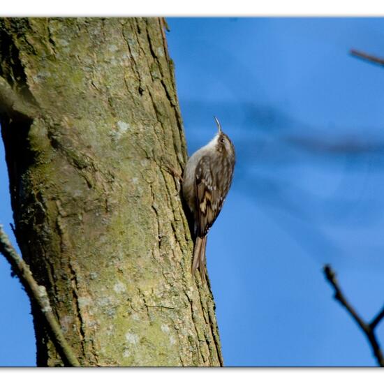 Short-toed Treecreeper: Animal in habitat Backyard in the NatureSpots App