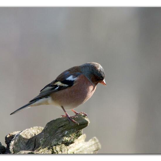 Buchfink: Tier im Habitat Hinterhof in der NatureSpots App