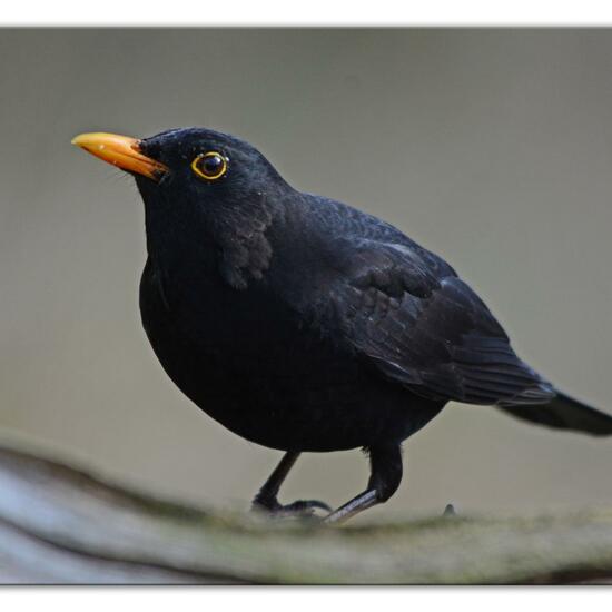 Common blackbird: Animal in habitat Backyard in the NatureSpots App