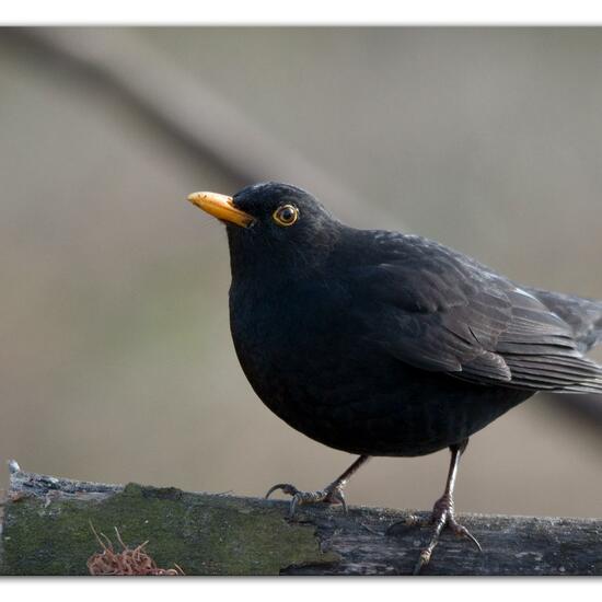 Common blackbird: Animal in habitat Backyard in the NatureSpots App