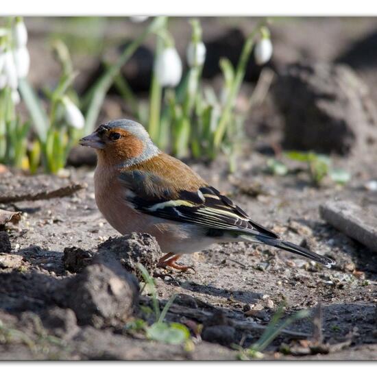 Buchfink: Tier im Habitat Hinterhof in der NatureSpots App