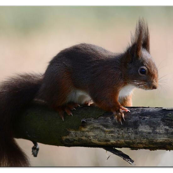 Red squirrel: Animal in habitat Backyard in the NatureSpots App