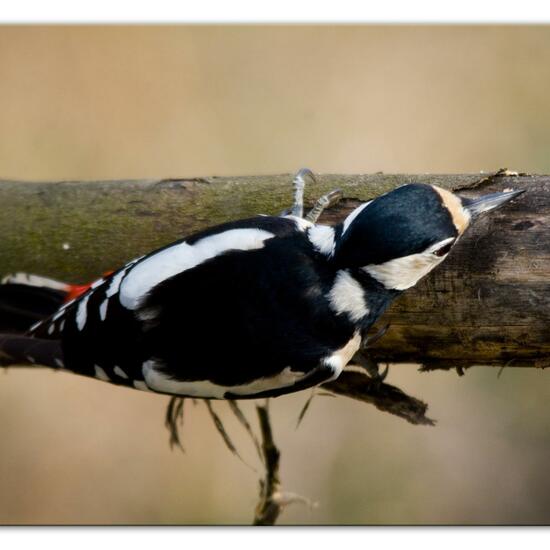 Great Spotted Woodpecker: Animal in habitat Backyard in the NatureSpots App