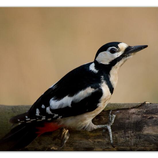 Great Spotted Woodpecker: Animal in habitat Backyard in the NatureSpots App