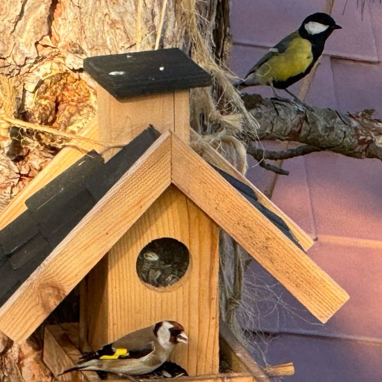 Stieglitz: Tier im Habitat Garten in der NatureSpots App