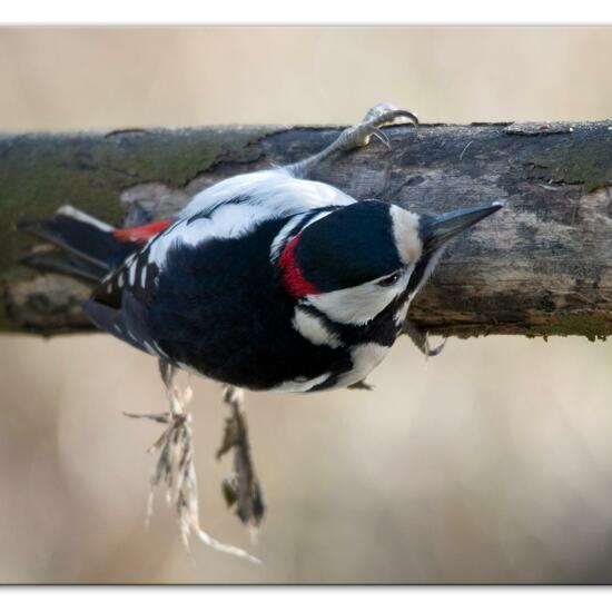 Great Spotted Woodpecker: Animal in habitat Backyard in the NatureSpots App