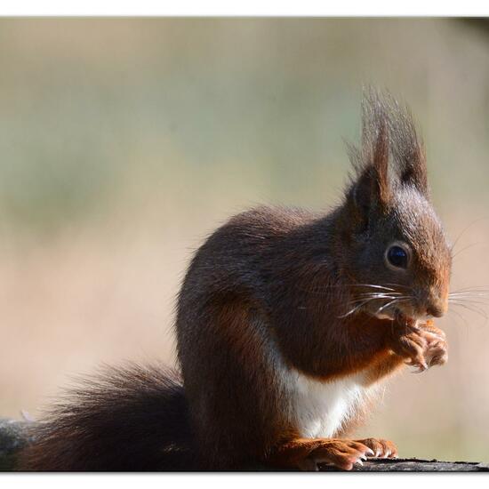 Red squirrel: Animal in habitat Backyard in the NatureSpots App