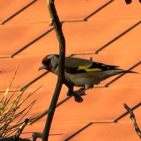 Stieglitz: Tier im Habitat Garten in der NatureSpots App