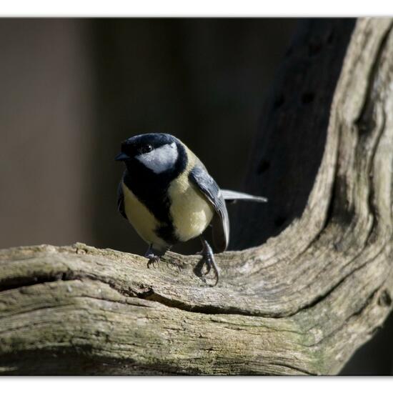 Kohlmeise: Tier im Habitat Hinterhof in der NatureSpots App