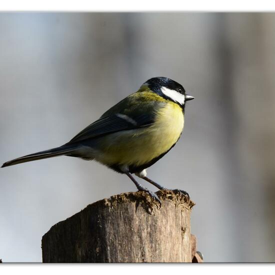 Kohlmeise: Tier im Habitat Hinterhof in der NatureSpots App