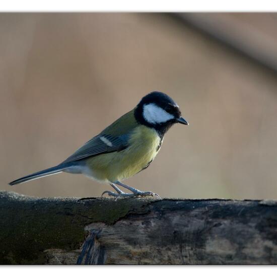 Great Tit: Animal in habitat Backyard in the NatureSpots App