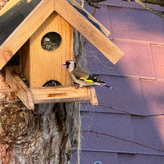 Stieglitz: Tier im Habitat Garten in der NatureSpots App