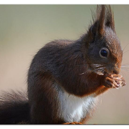 Red squirrel: Animal in habitat Backyard in the NatureSpots App