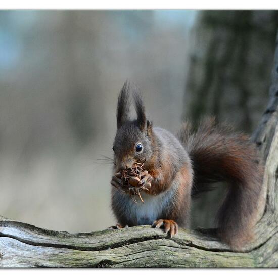 Red squirrel: Animal in habitat Backyard in the NatureSpots App