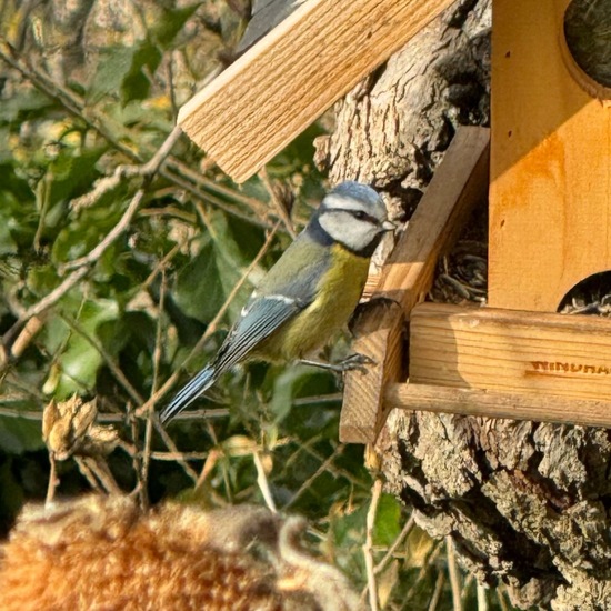 Blaumeise: Tier im Habitat Garten in der NatureSpots App