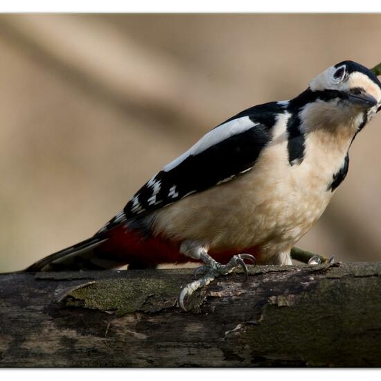 Great Spotted Woodpecker: Animal in habitat Backyard in the NatureSpots App