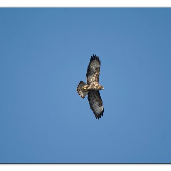 Mäusebussard: Tier im Habitat Landwirtschaftliche Wiese in der NatureSpots App