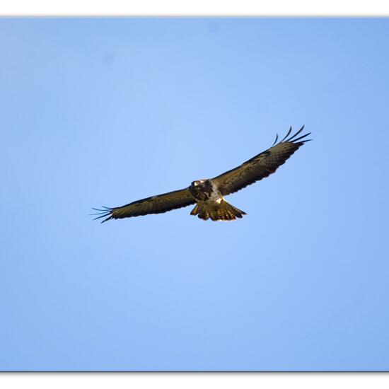 Common Buzzard: Animal in habitat Agricultural meadow in the NatureSpots App