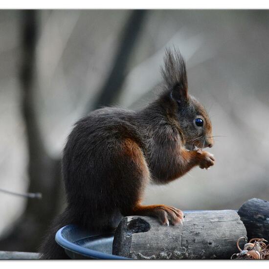 Eurasisches Eichhörnchen: Tier im Habitat Hinterhof in der NatureSpots App