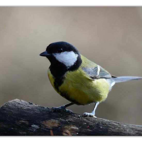 Kohlmeise: Tier im Habitat Hinterhof in der NatureSpots App