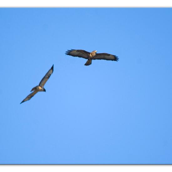 Mäusebussard: Tier im Habitat Landwirtschaftliche Wiese in der NatureSpots App