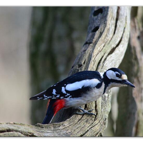 Great Spotted Woodpecker: Animal in habitat Backyard in the NatureSpots App