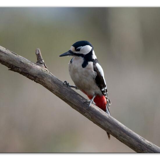 Great Spotted Woodpecker: Animal in habitat Backyard in the NatureSpots App