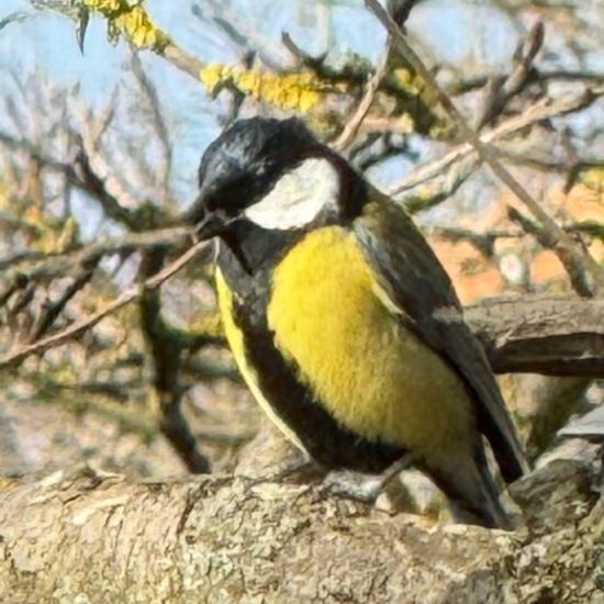 Kohlmeise: Tier im Habitat Garten in der NatureSpots App