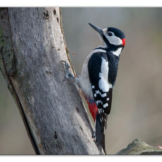 Great Spotted Woodpecker: Animal in habitat Backyard in the NatureSpots App