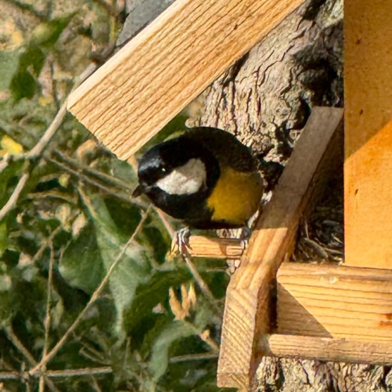 Kohlmeise: Tier im Habitat Garten in der NatureSpots App