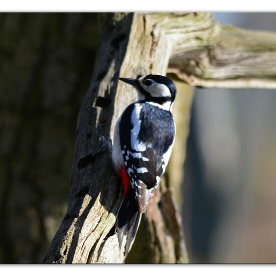 Great Spotted Woodpecker: Animal in habitat Backyard in the NatureSpots App