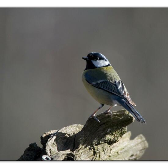 Kohlmeise: Tier im Habitat Hinterhof in der NatureSpots App