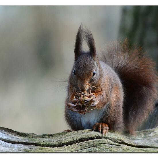 Red squirrel: Animal in habitat Backyard in the NatureSpots App