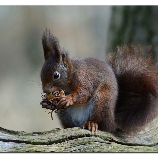 Red squirrel: Animal in habitat Backyard in the NatureSpots App