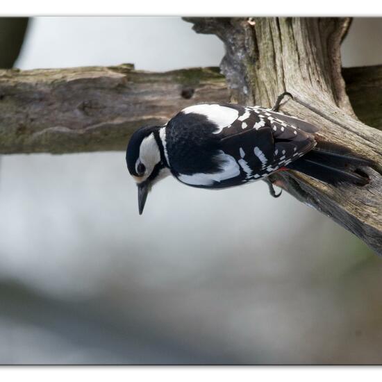 Great Spotted Woodpecker: Animal in habitat Backyard in the NatureSpots App