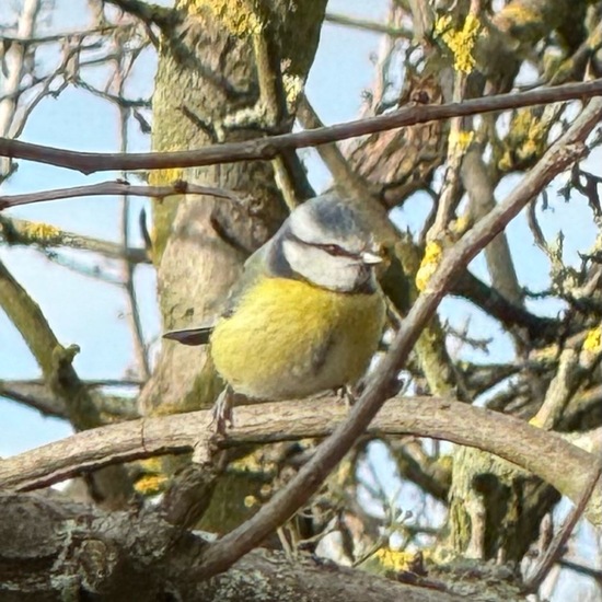 Blaumeise: Tier im Habitat Garten in der NatureSpots App