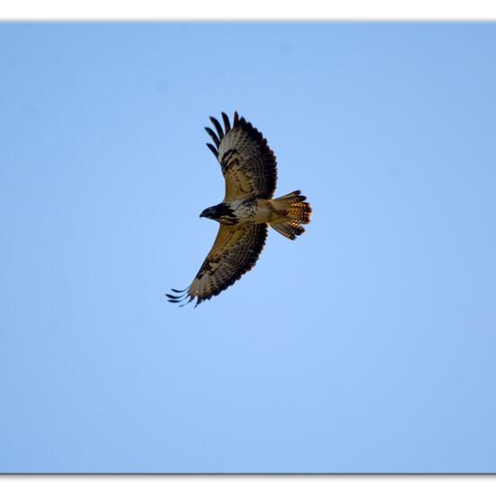 Mäusebussard: Tier im Habitat Landwirtschaftliche Wiese in der NatureSpots App