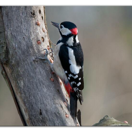 Great Spotted Woodpecker: Animal in habitat Backyard in the NatureSpots App