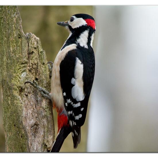 Great Spotted Woodpecker: Animal in habitat Backyard in the NatureSpots App