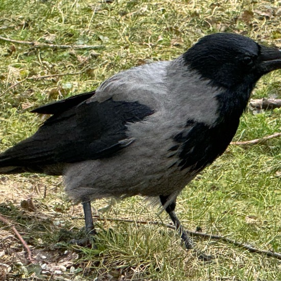 Nebelkrähe: Tier im Habitat Park in der NatureSpots App