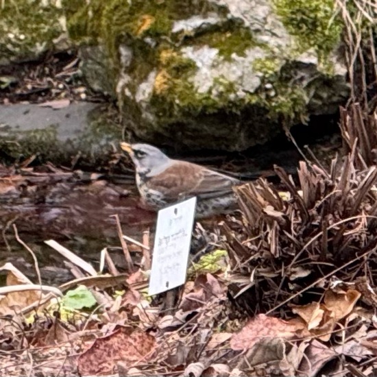 Fieldfare: Animal in habitat Park in the NatureSpots App