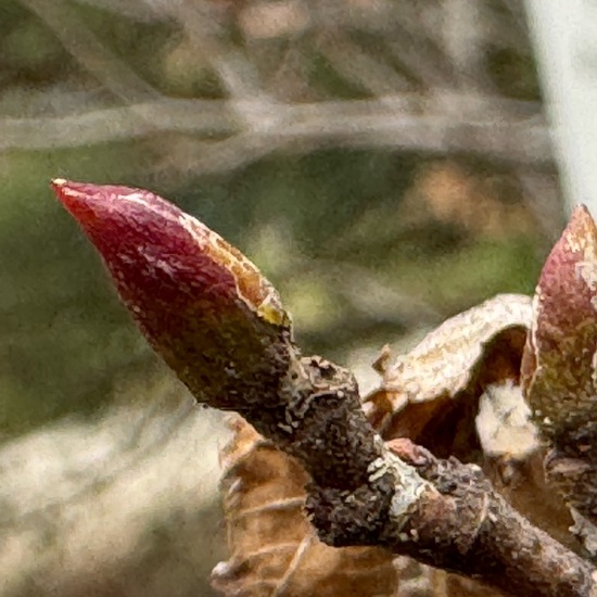 Alnus alnobetula: Plant in habitat Garden in the NatureSpots App