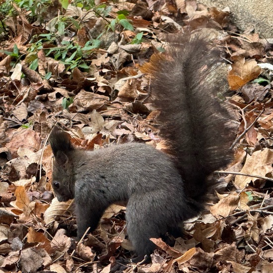 Eurasisches Eichhörnchen: Tier im Habitat Garten in der NatureSpots App