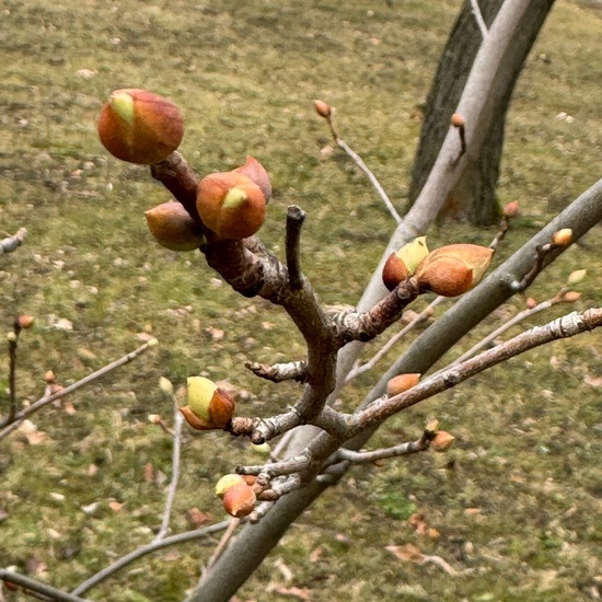 Corylopsis spicata: Plant in habitat Garden in the NatureSpots App